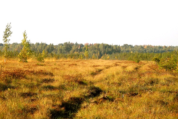 Болото Спасский Мох. Шатер колокольни Спас-Оскуйского погоста. Фото Г.Бородина.